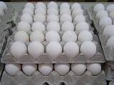 Eggs fresh from the Moshav